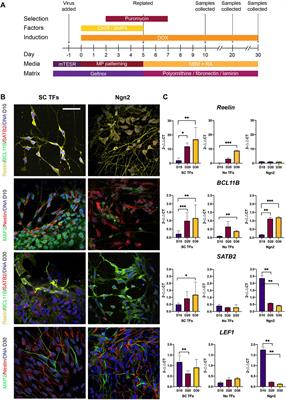 Production of human entorhinal stellate cell-like cells by forward programming shows an important role of Foxp1 in reprogramming